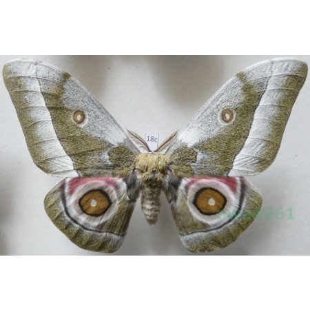 Gonimbrasia zambesina (Walker, 1865) male ex.pupa Kenya 129mm18c